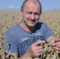 Пшеница родится. Урожаем можно гордиться - Власть Труда