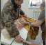В Красноярском крае косуля разбила окно и запрыгнула в квартиру - Сетевое издание Среда24