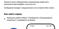 На портале госуслуг жители Красноярского края могут сообщить о безнадзорном животном - Власть Труда